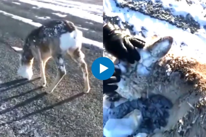 Viral Video