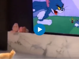 Viral Videos