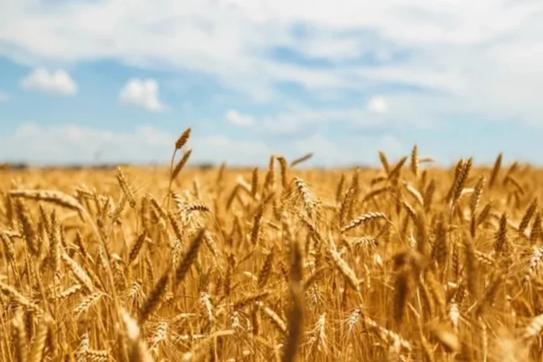 Punjab: Heatwave reduces national wheat production by 2.75 million tonnes in Haryana, Punjab claims Agriculture Minister Tomar