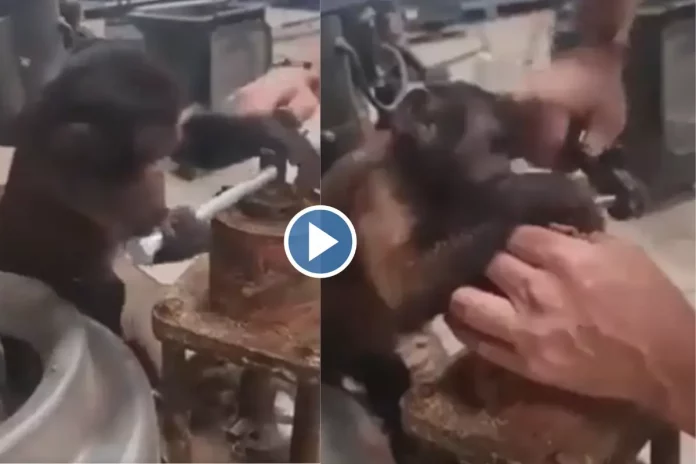 Monkey viral video
