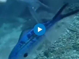 Viral Video