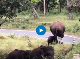 Viral Video