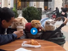 Viral Video