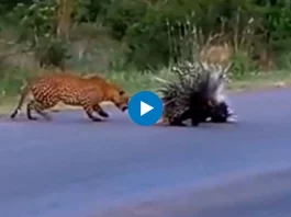 Viral Video