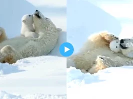 Viral Video