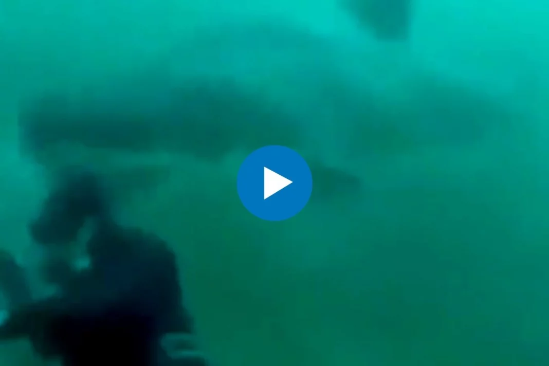 Viral Video