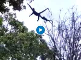 Viral Video