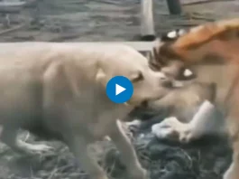Viral Video