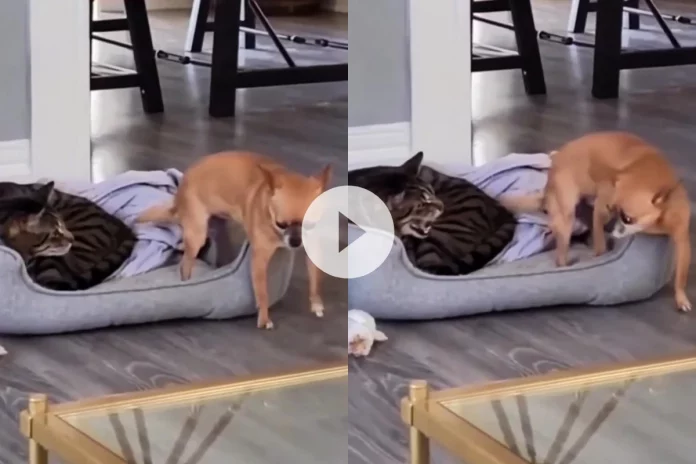 Viral Video of a dog and cat