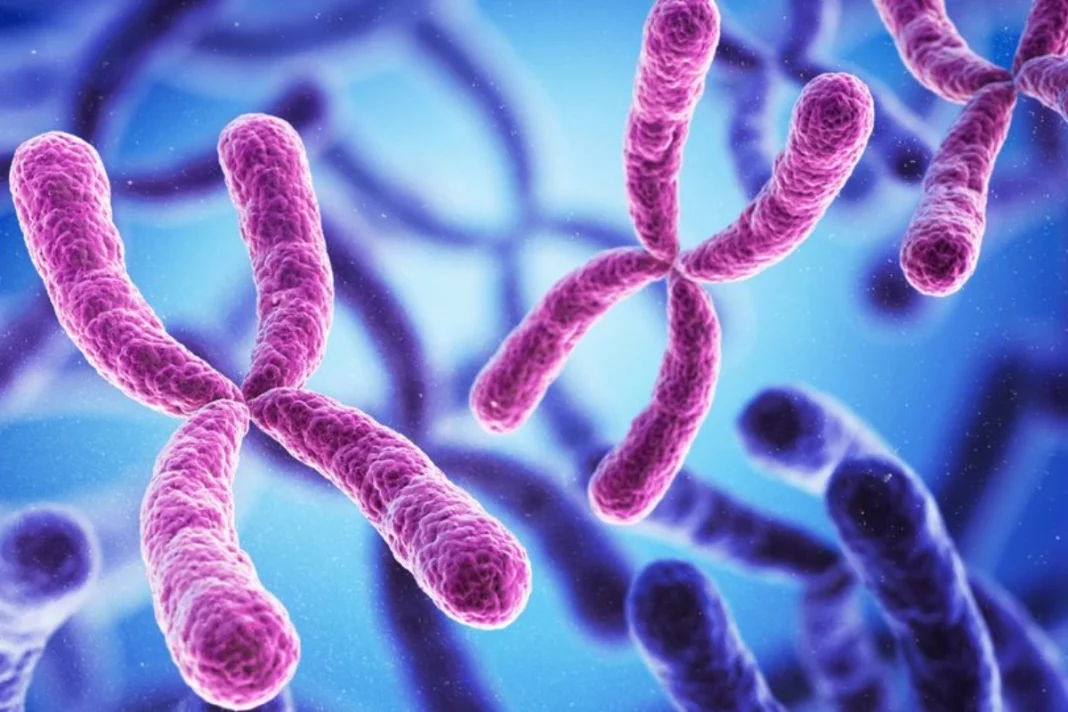 X and Y Chromosome