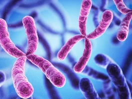 X and Y Chromosome