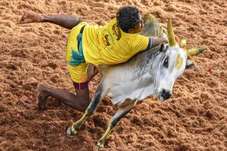 19 Injured During Jallikattu Event In Madurai’s Avaniyapuram