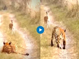 Viral Video