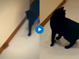Viral Video