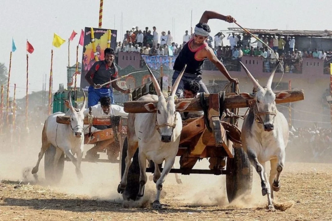 Jallikattu