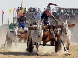 Jallikattu