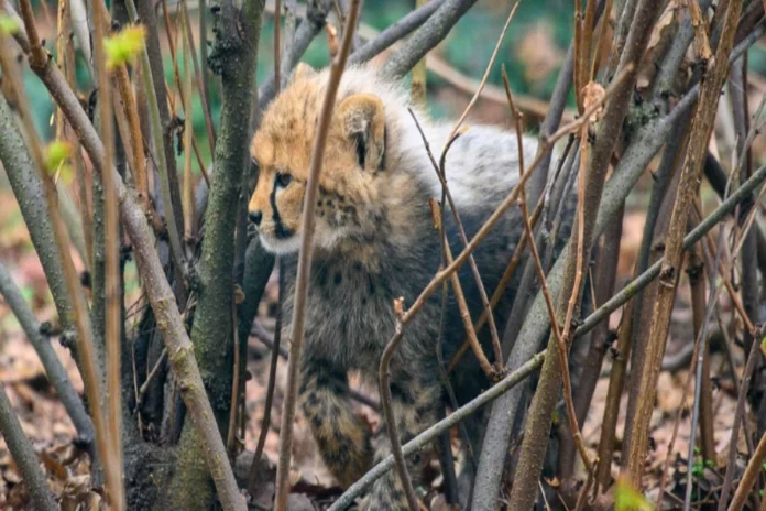 Kuno National Park Kuno National Park