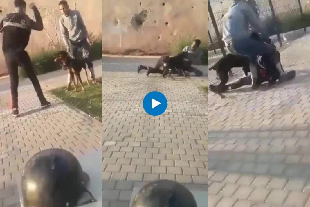 Dog attacked two boys who tried to beat him with stick