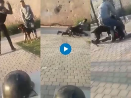 Dog attacked two boys who tried to beat him with stick