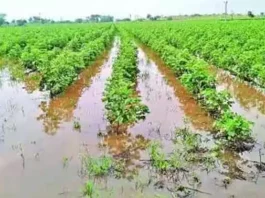 Punjab rainfall