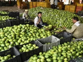 Langda mangoes