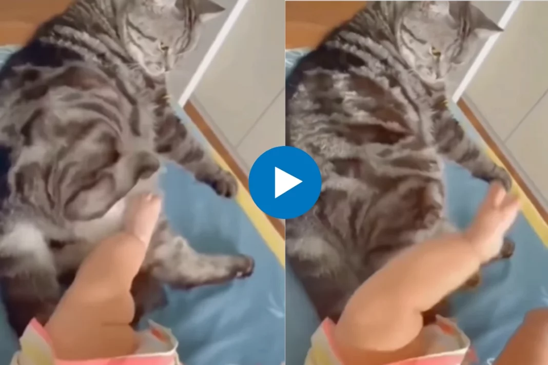 Animal Viral Video