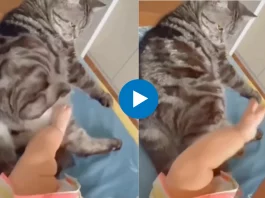 Animal Viral Video