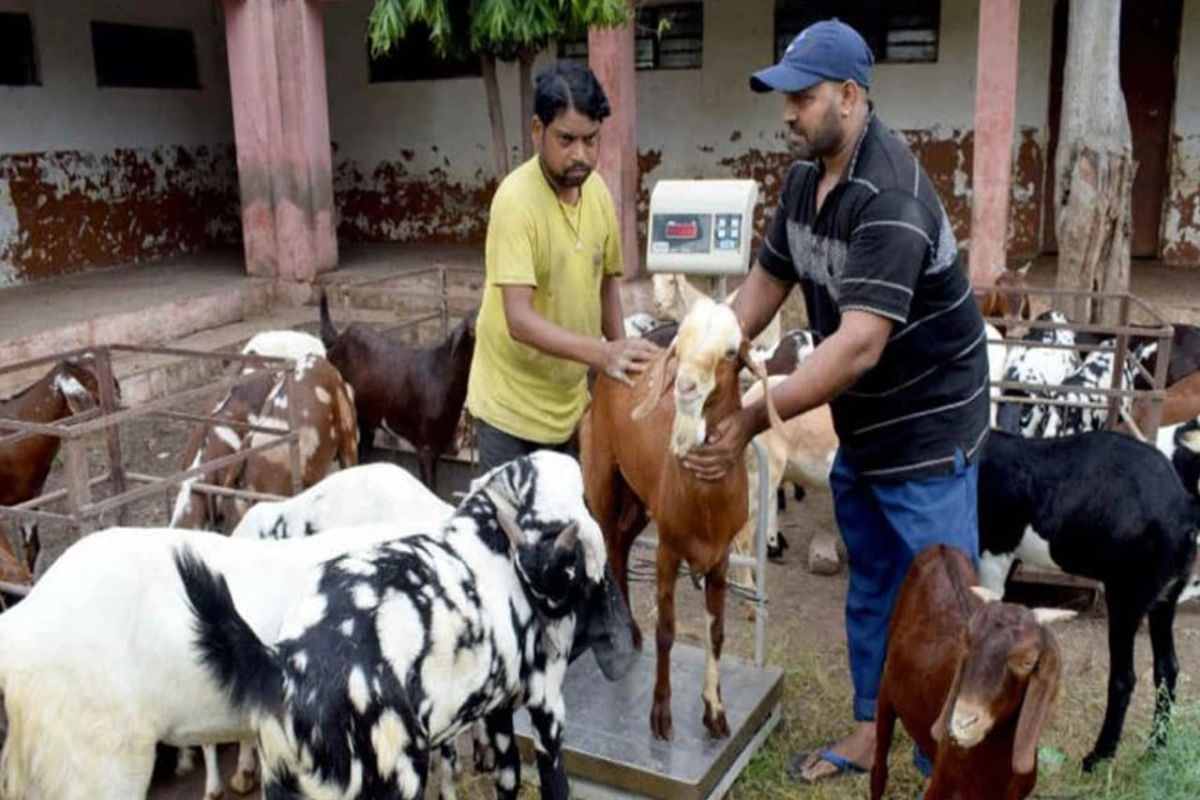 Eid-ul-Adha 2023: When will Bakrid be celebrated in India, its significance and more