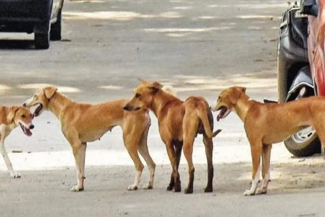 MCD sterilisation of dogs
