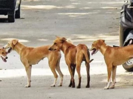 MCD sterilisation of dogs