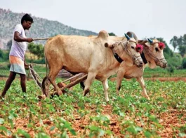 PM Kisan Yojana
