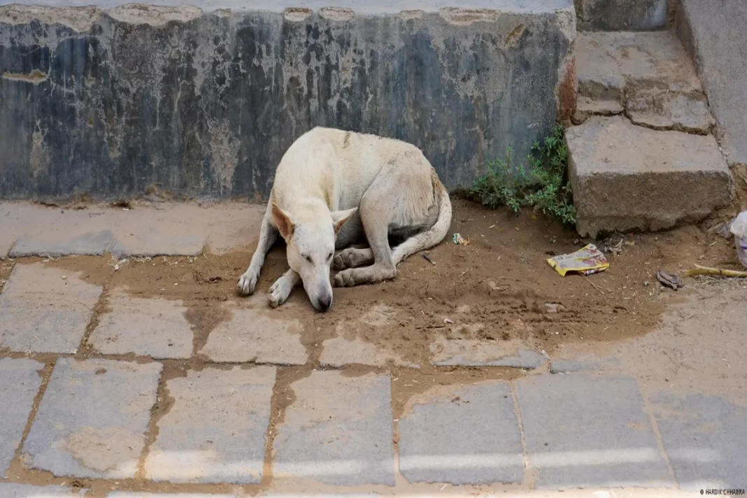 Stray Animals