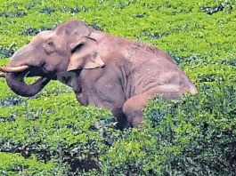 Tamil Nadu Elephant