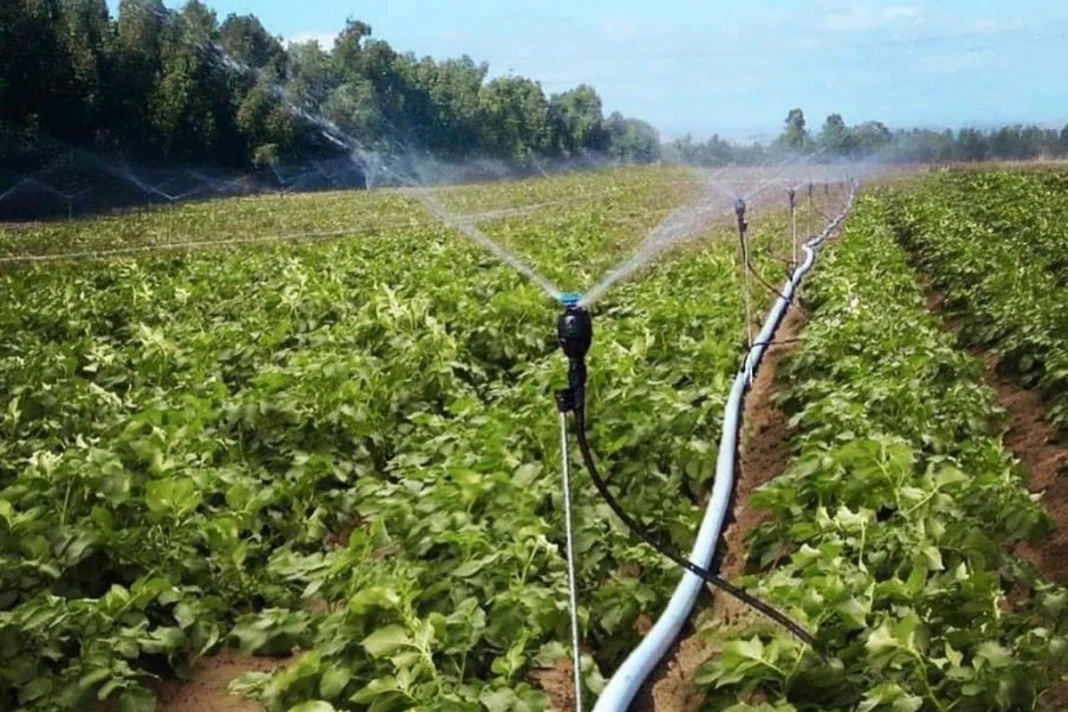 Uttar pradesh cultivation