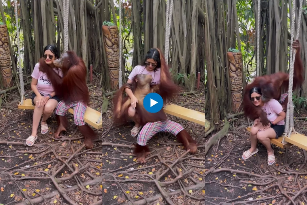Animal viral video