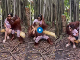 Animal viral video