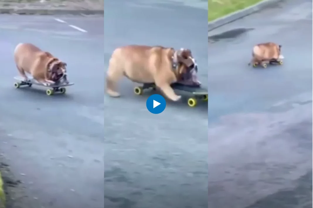 In a viral Instagram video, Chowder showcases impressive skateboarding skills, leaving viewers in awe and admiration