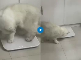 Viral animal video