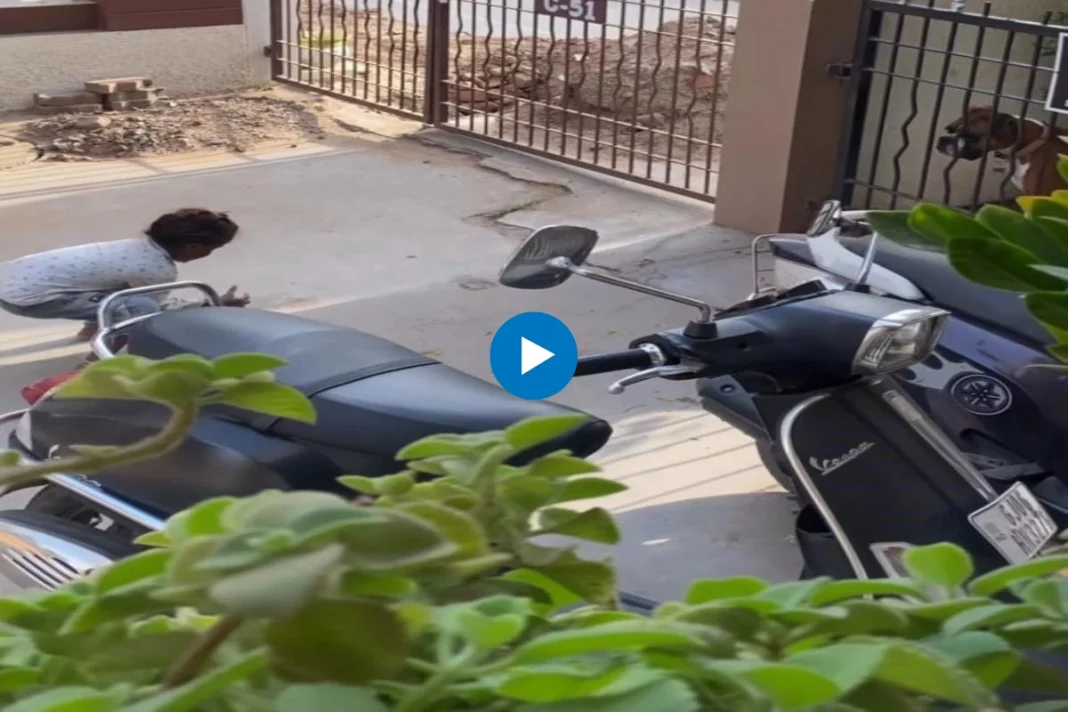 Viral animal video