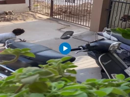 Viral animal video