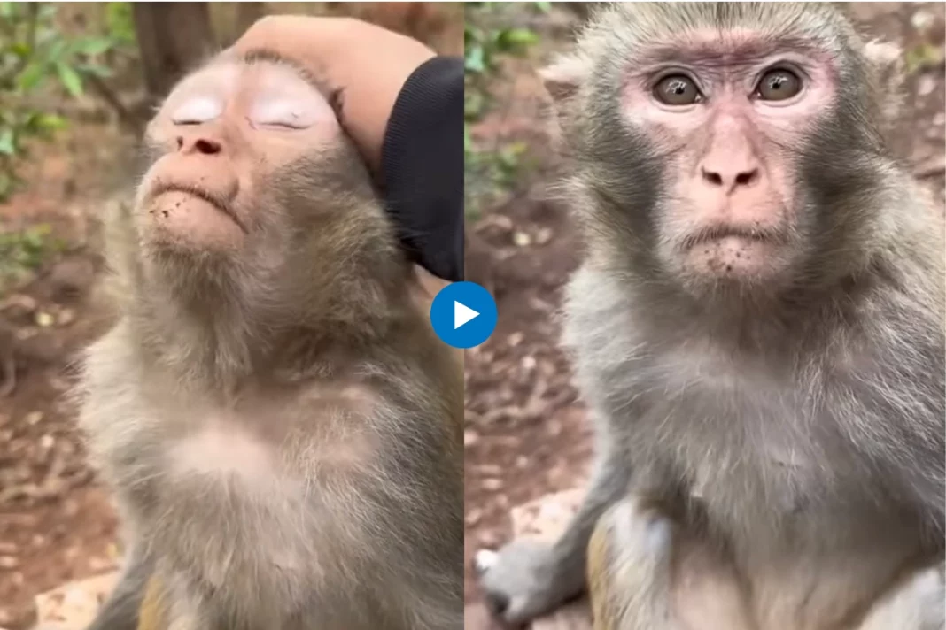 A viral video capturing a man gently patting and massaging a monkey's head has taken the internet by storm, watch adorable video