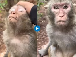 A viral video capturing a man gently patting and massaging a monkey's head has taken the internet by storm, watch adorable video