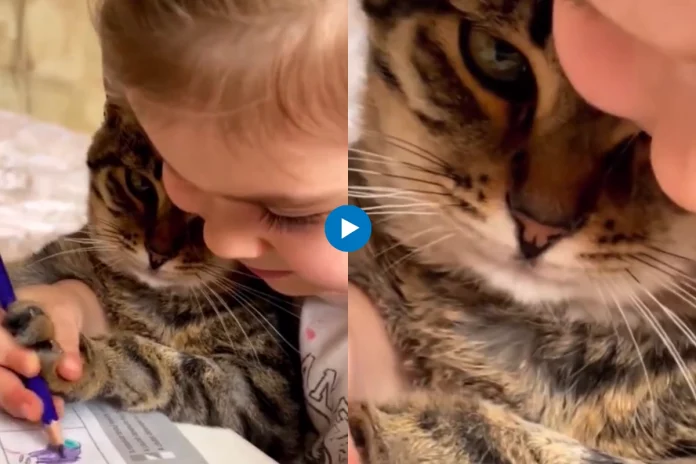 Viral animal video