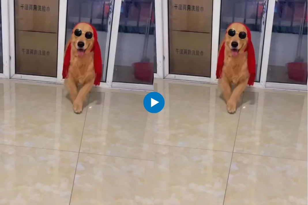 Viral animal video
