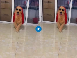 Viral animal video