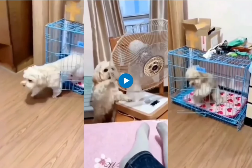 Viral animal video
