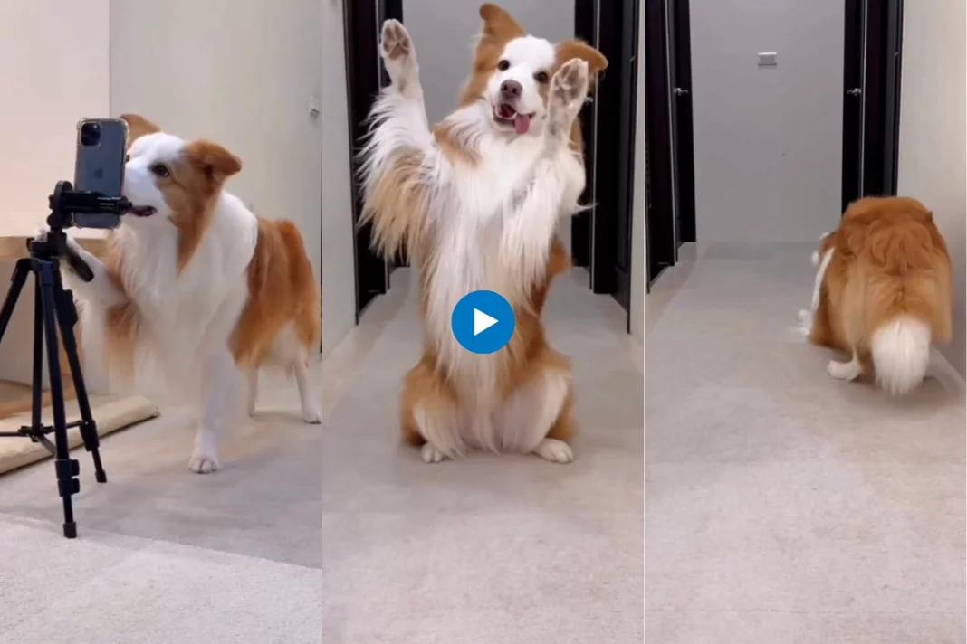 Viral animal video