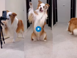 Viral animal video