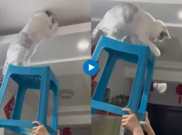 Viral animal video