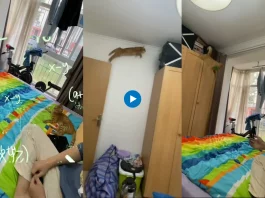 Viral animal video